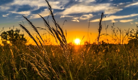 Agricultura UE