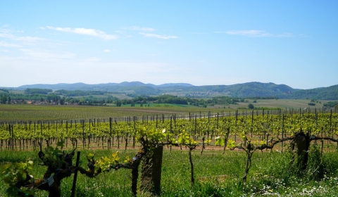 sector vitivinicola